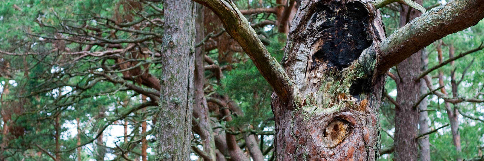 GeoStrips - author: Fotoaģentūra F/13 (http://f13.fotoagentura.com/)